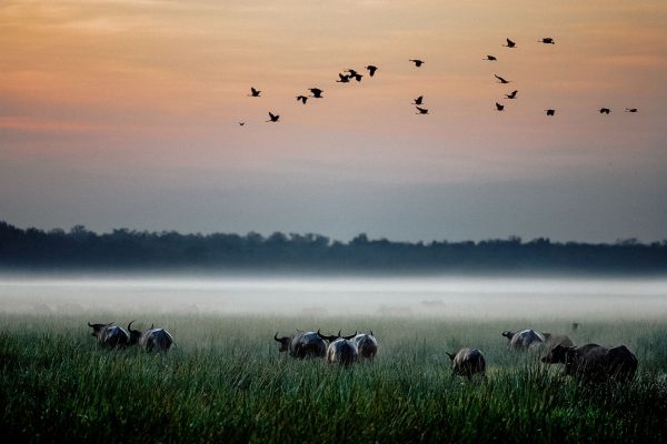 Bamurru-Plains-dropbox-38-bufalo-geese bamurru plains destination unique floodplains wildlife birds sunset sunrise