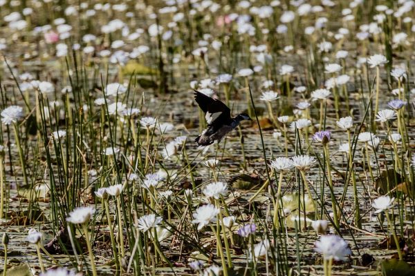 Copy of Copy of BPDay3-97 Bamurru plains wildlife birding bird flora fauna