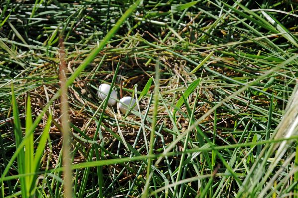 Life-on-Bamurru-Plains-Floodplain Life-on-Bamurru-Plains-Floodplain