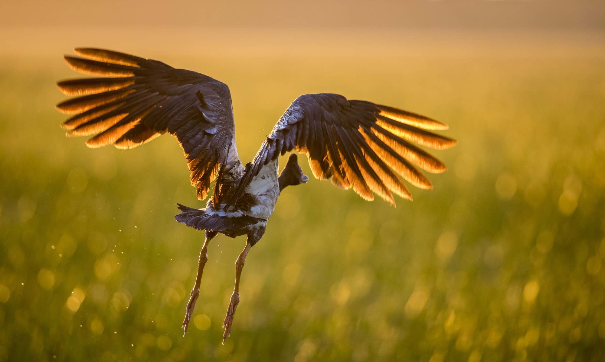 Be the Early Bird for 20% off in 2024