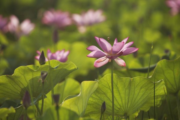 waterlily (1) waterlily (1)